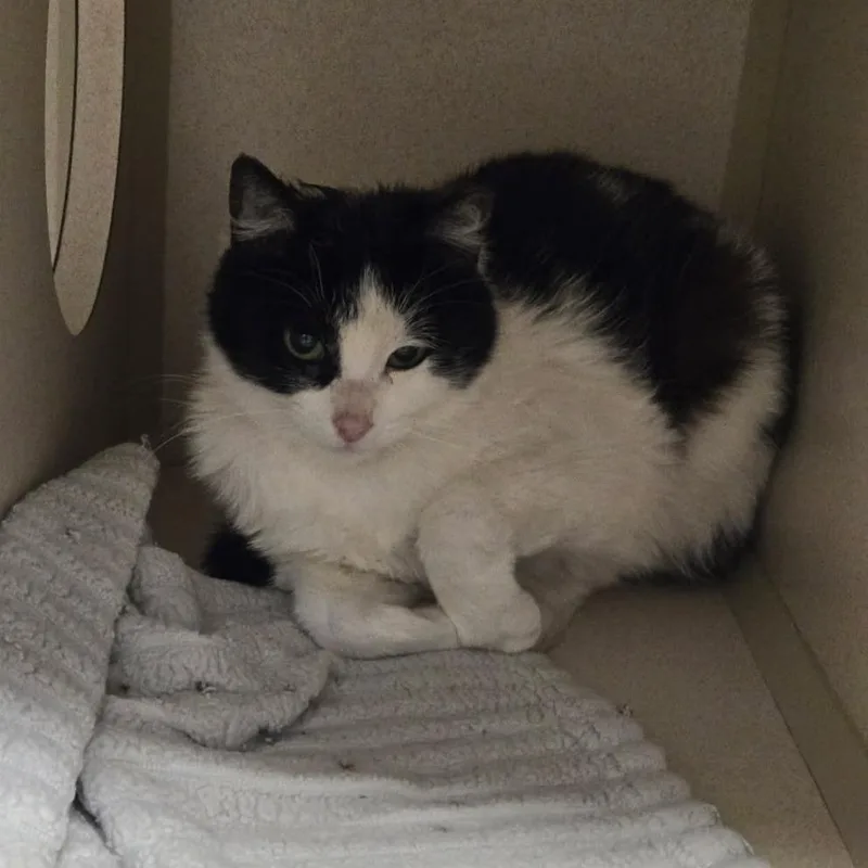 A young small-sized female Black Domestic Short Hair cat named Cactussemi Feral for adoption in Durango, CO