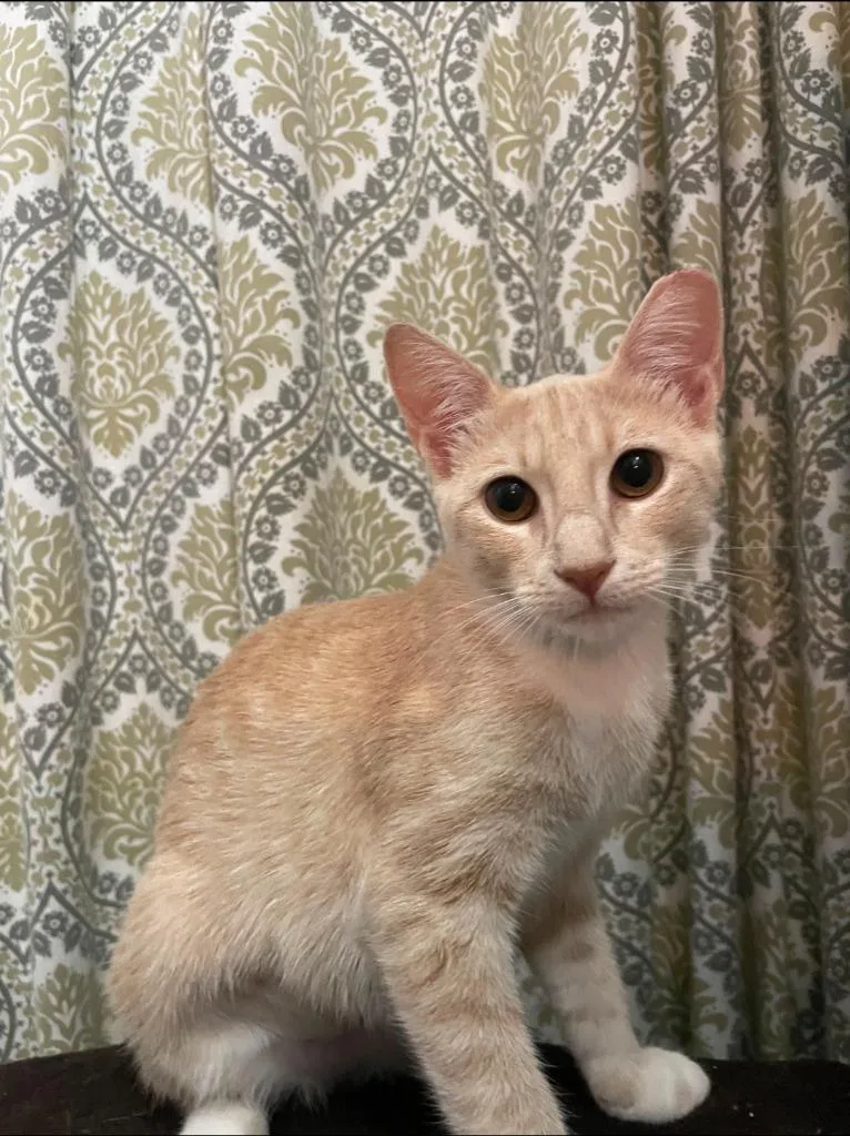 A baby medium-sized female Tabby cat named Apricot for adoption in San Antonio, TX