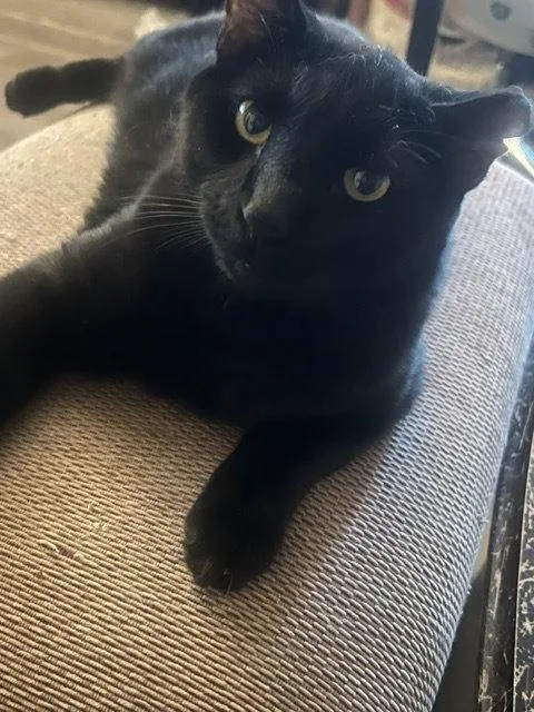 A young medium-sized male Black Domestic Short Hair cat named Santos for adoption in Glendale, AZ