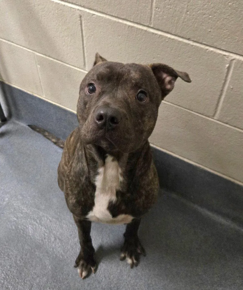 A young large-sized male Pit Bull Terrier dog named PR  Zeke for adoption in Glen Allen, VA