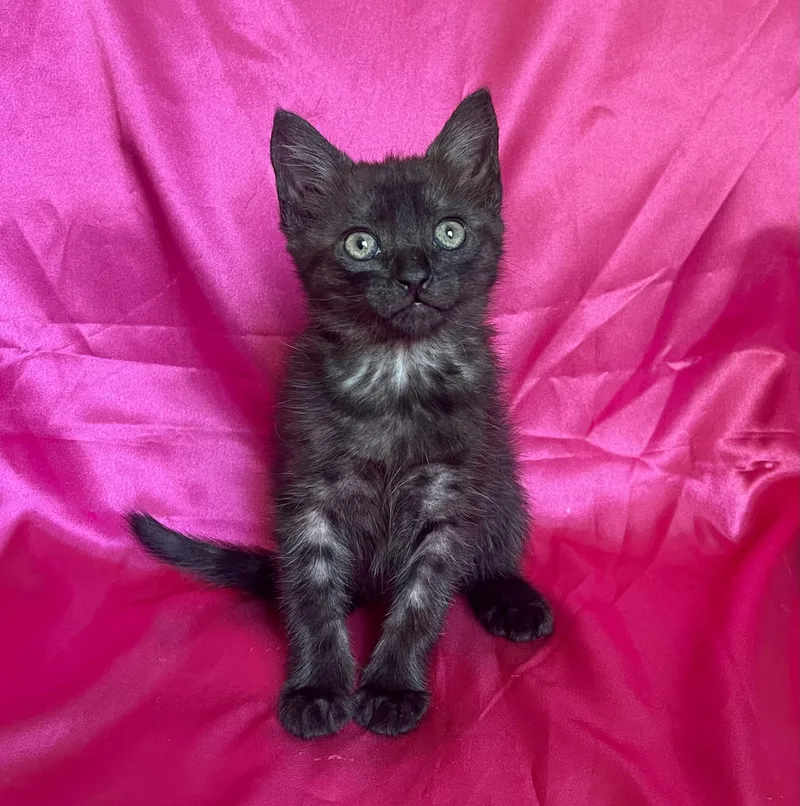 A baby small-sized female Black Domestic Short Hair cat named Leia for adoption in Rowland Heights, CA