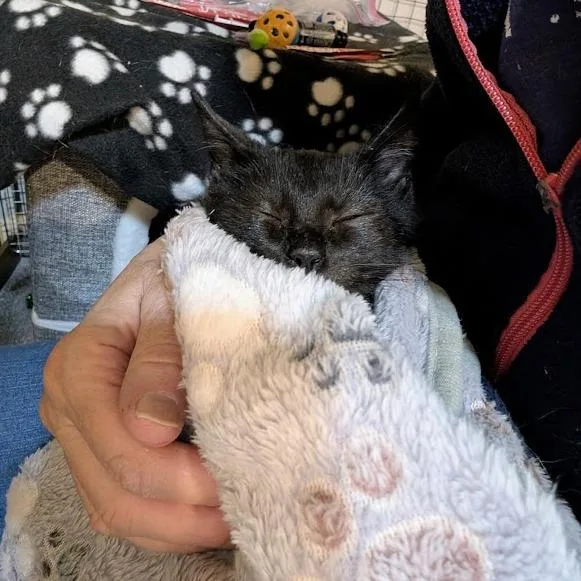 A baby small-sized female Black Domestic Short Hair cat named Raid for adoption in Sioux Falls, SD