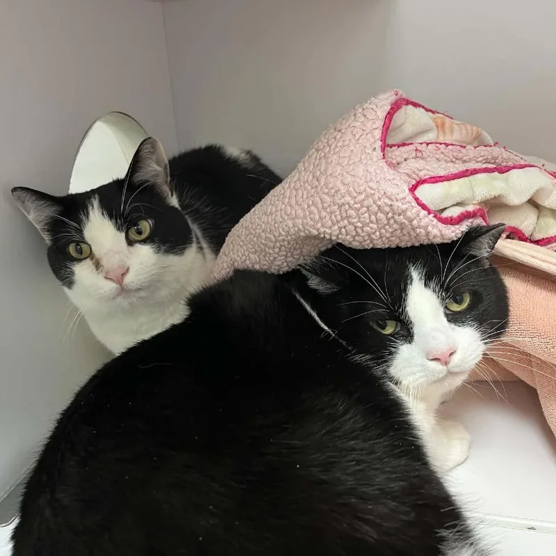 An adult large-sized male Black Domestic Short Hair cat named Oreo for adoption in Lyndhurst, VA