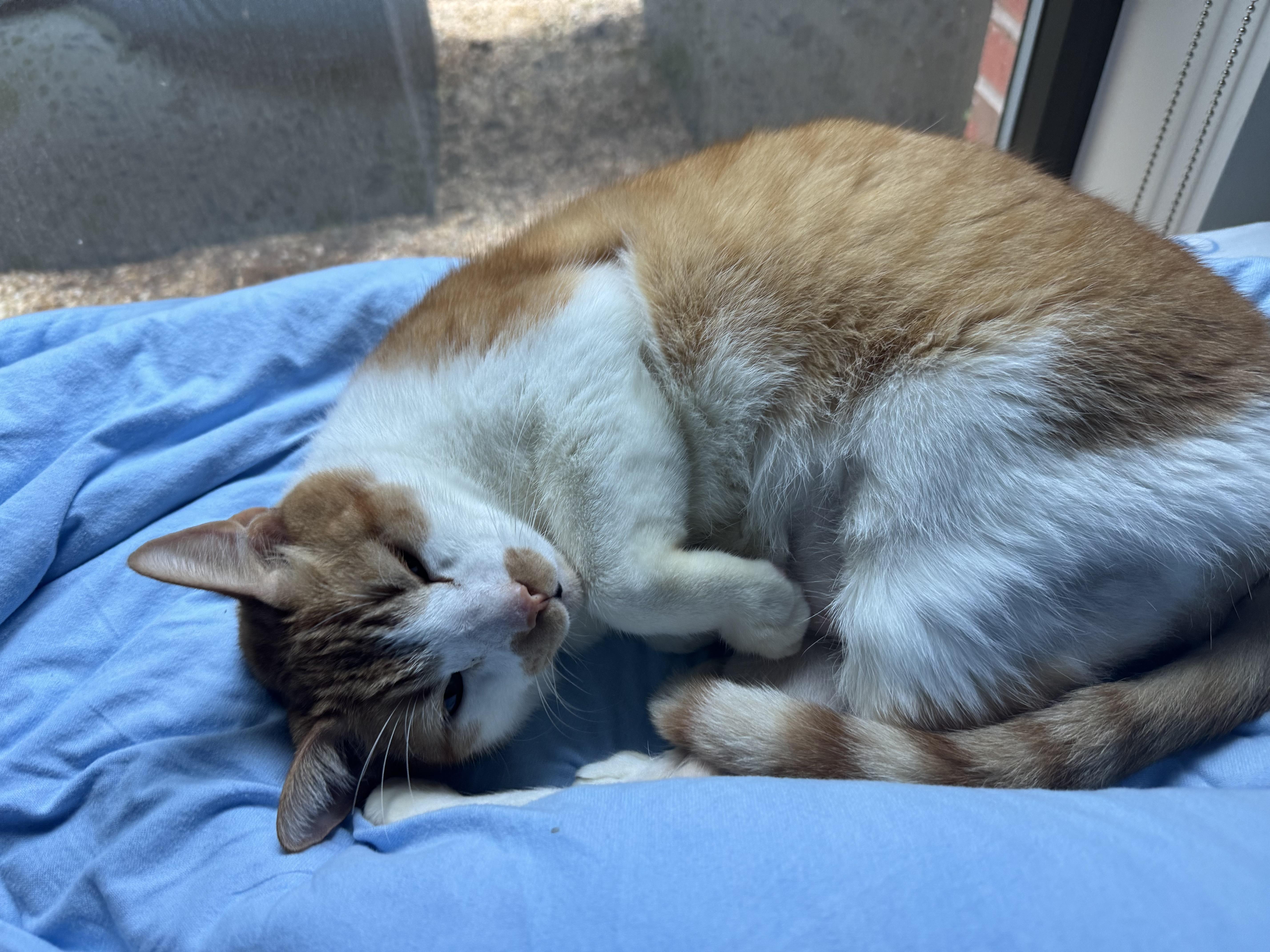 A young large-sized male Orange & White Domestic Medium Hair cat named Cheddar for adoption in Fort Belvoir, VA