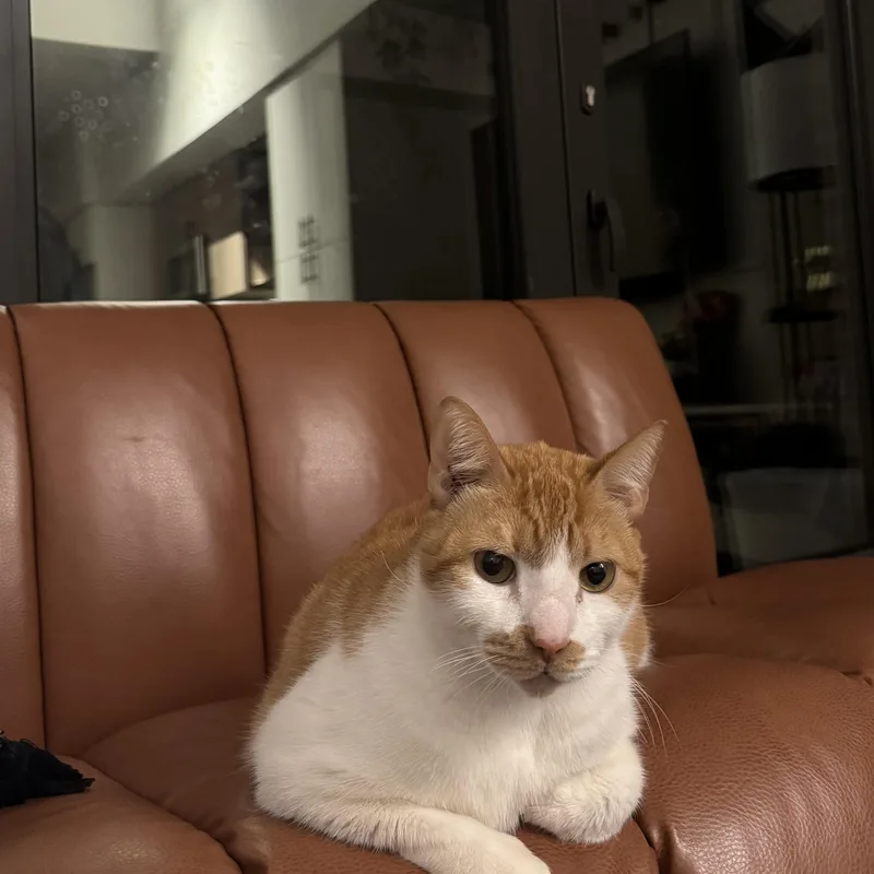 Cheddar thumbnail 3