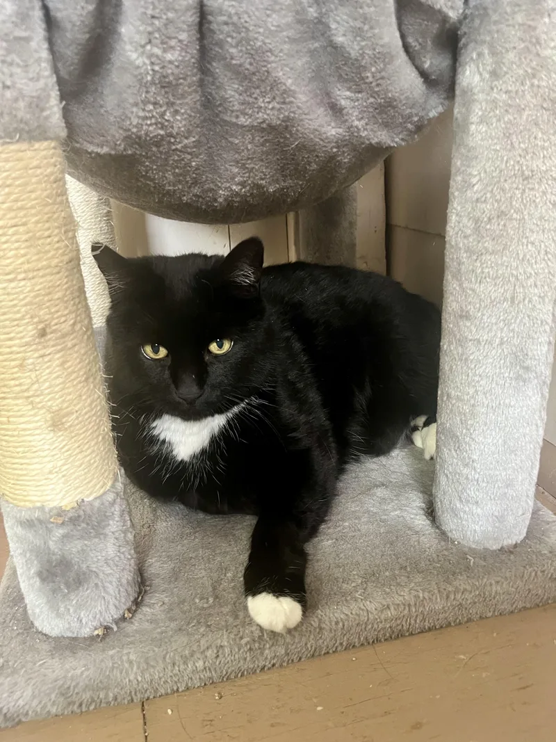 A senior extra large-sized male Black & White / Tuxedo Domestic Short Hair cat named Blacky for adoption in Leavenworth, KS