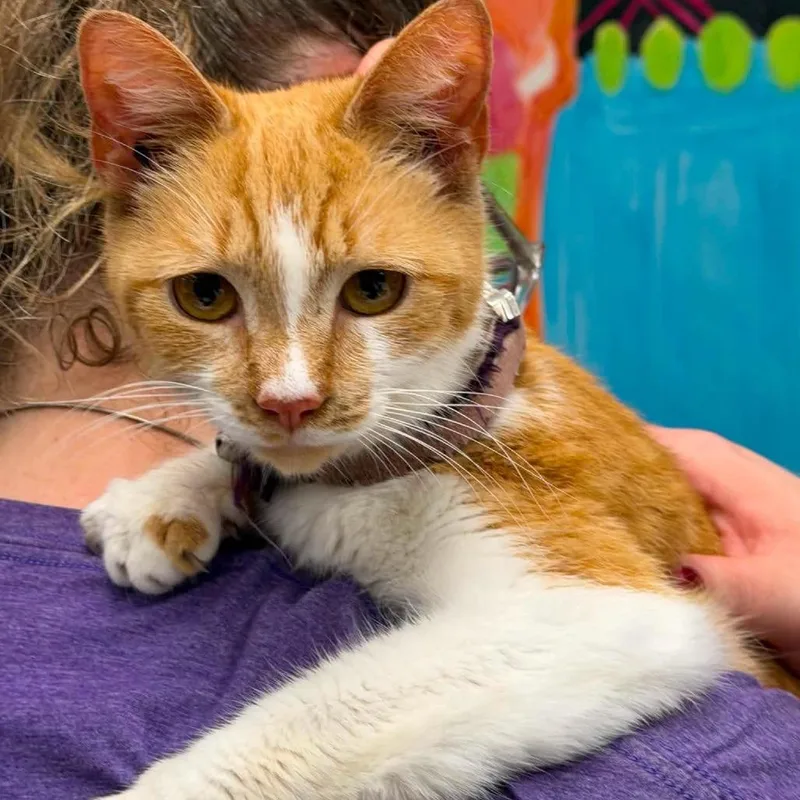 An adult medium-sized female Domestic Short Hair cat named Stardust for adoption in Martinsville, VA
