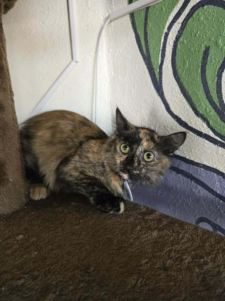 A baby medium-sized female Domestic Medium Hair cat named Peach for adoption in tucson, AZ