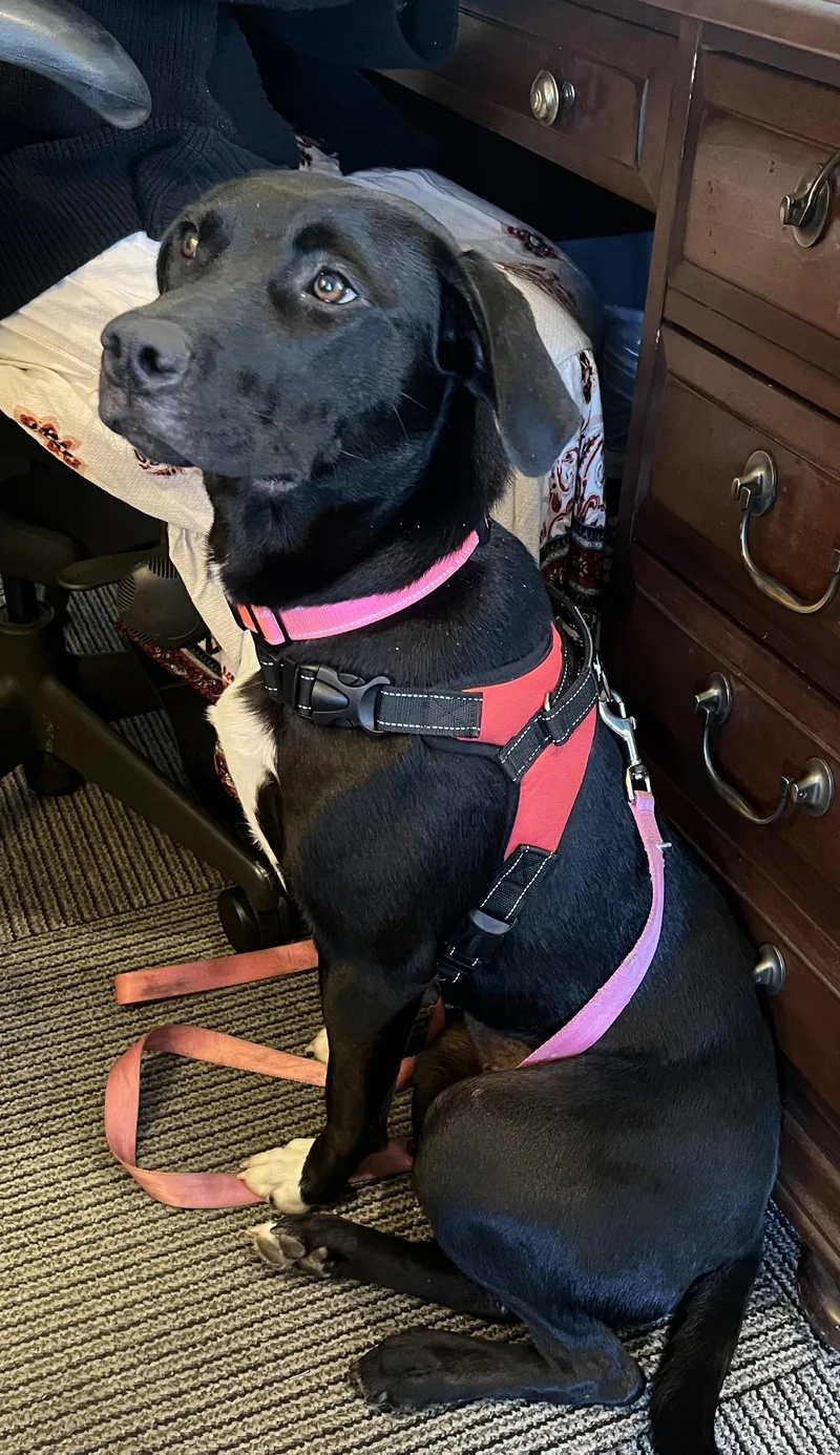 An adult large-sized female Labrador Retriever dog named Beautiful for adoption in Brooklyn Center, MN