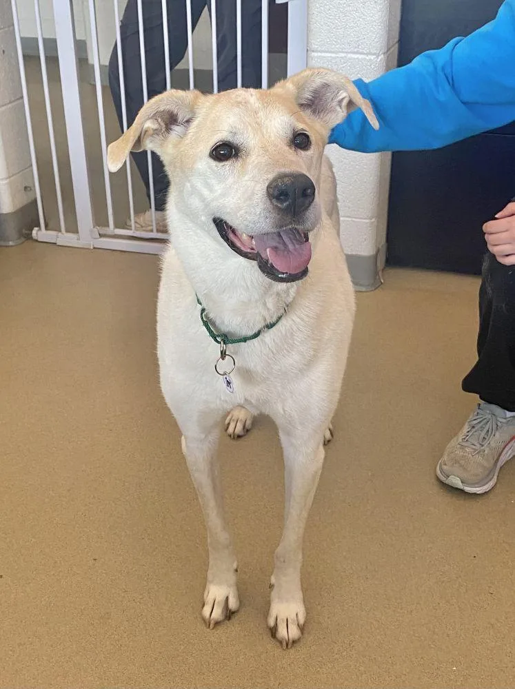 A senior large-sized female White / Cream Mixed Breed dog named Bailey for adoption in Alexandria, VA