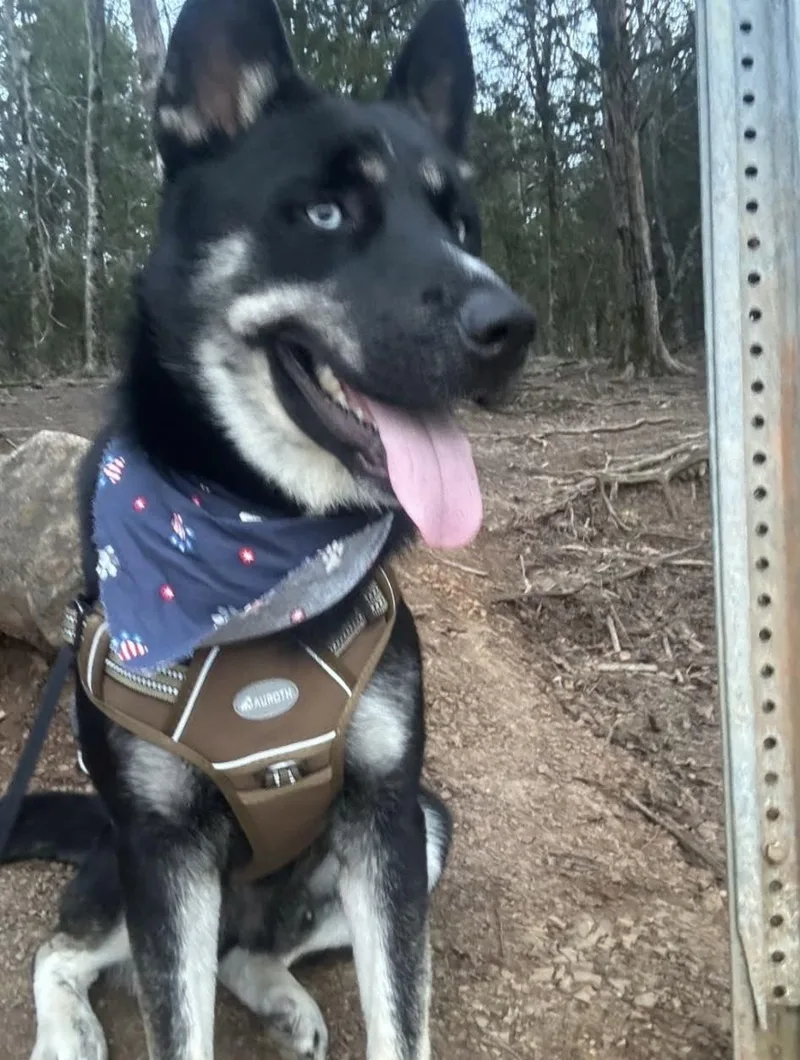 An adult medium-sized male Husky dog named Husker for adoption in Luttrell, TN
