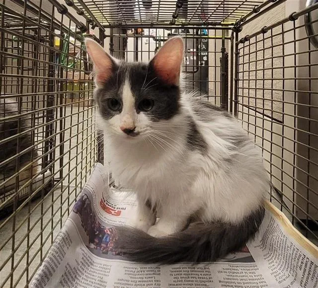 A baby small-sized male Domestic Medium Hair cat named Diesel for adoption in San Antonio, TX