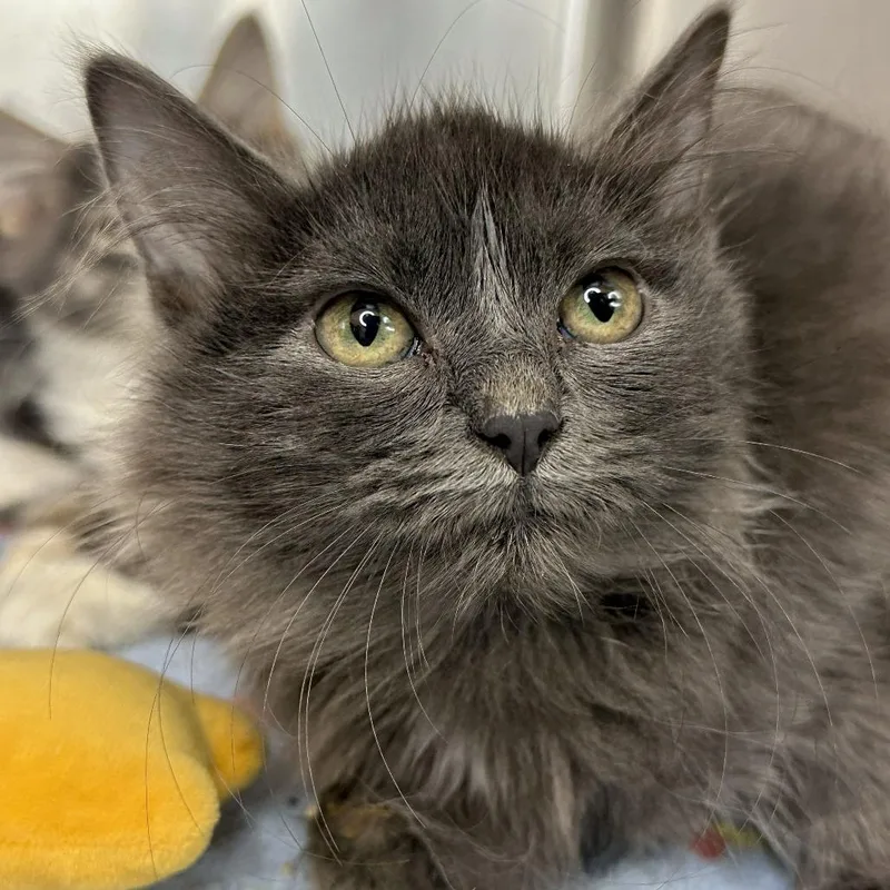 A baby small-sized female Gray / Blue / Silver Domestic Medium Hair cat named Sequoia for adoption in Matteson, IL