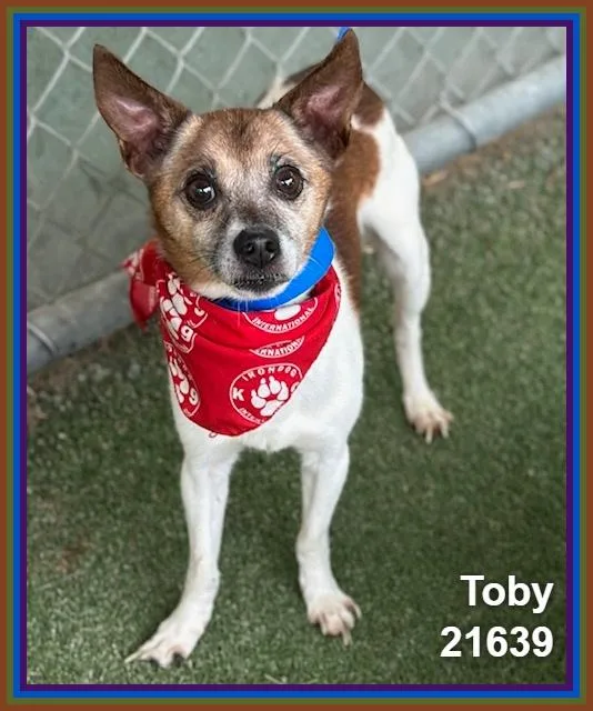 A senior small-sized male Brown / Chocolate Terrier dog named Toby for adoption in Marietta, GA
