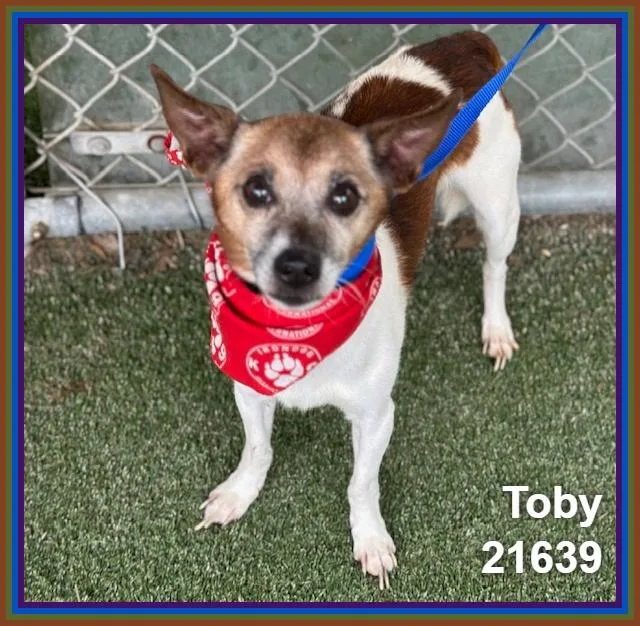 Toby thumbnail 3