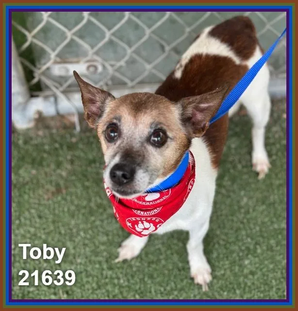 Toby thumbnail 4