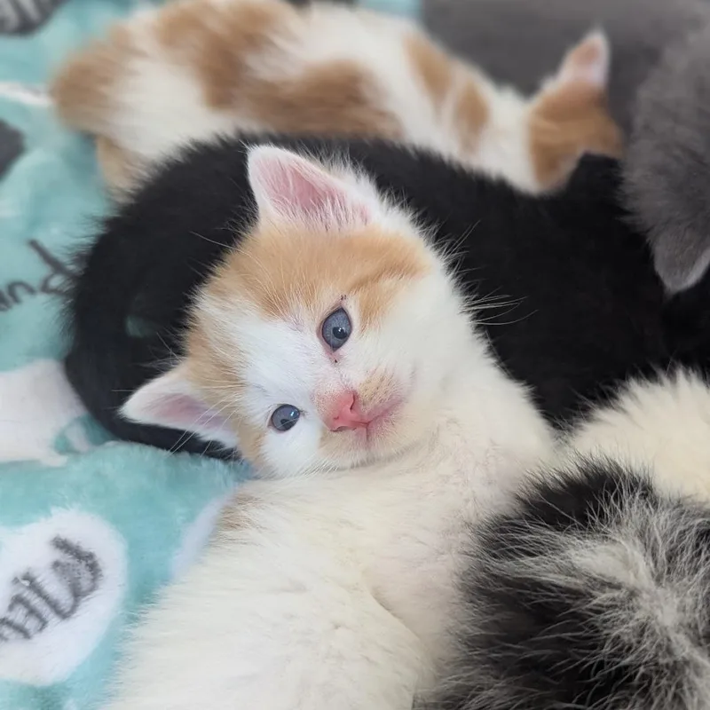 A baby small-sized male White Domestic Short Hair cat named Dougie for adoption in Meridian, ID