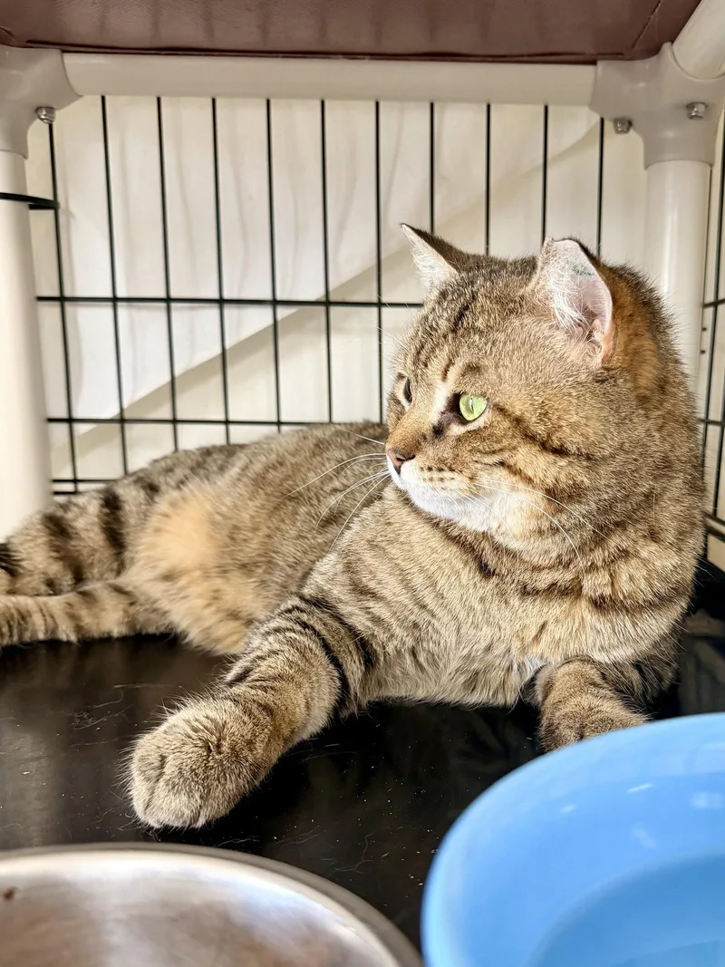 A young medium-sized male Tabby cat named Malbec for adoption in Greenville, DE