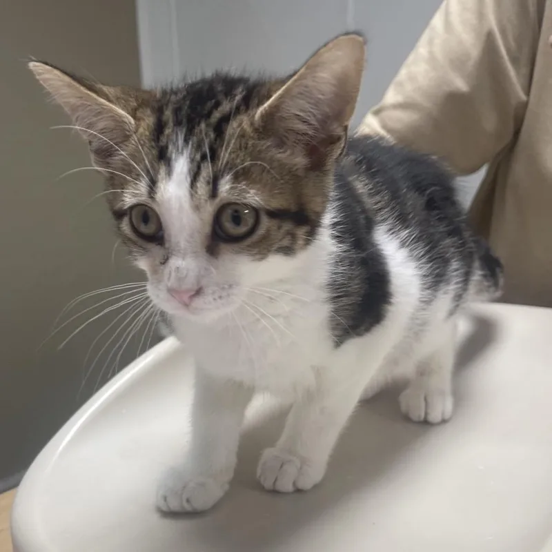 A baby small-sized male White Domestic Short Hair cat named Elvis for adoption in Canton, IL
