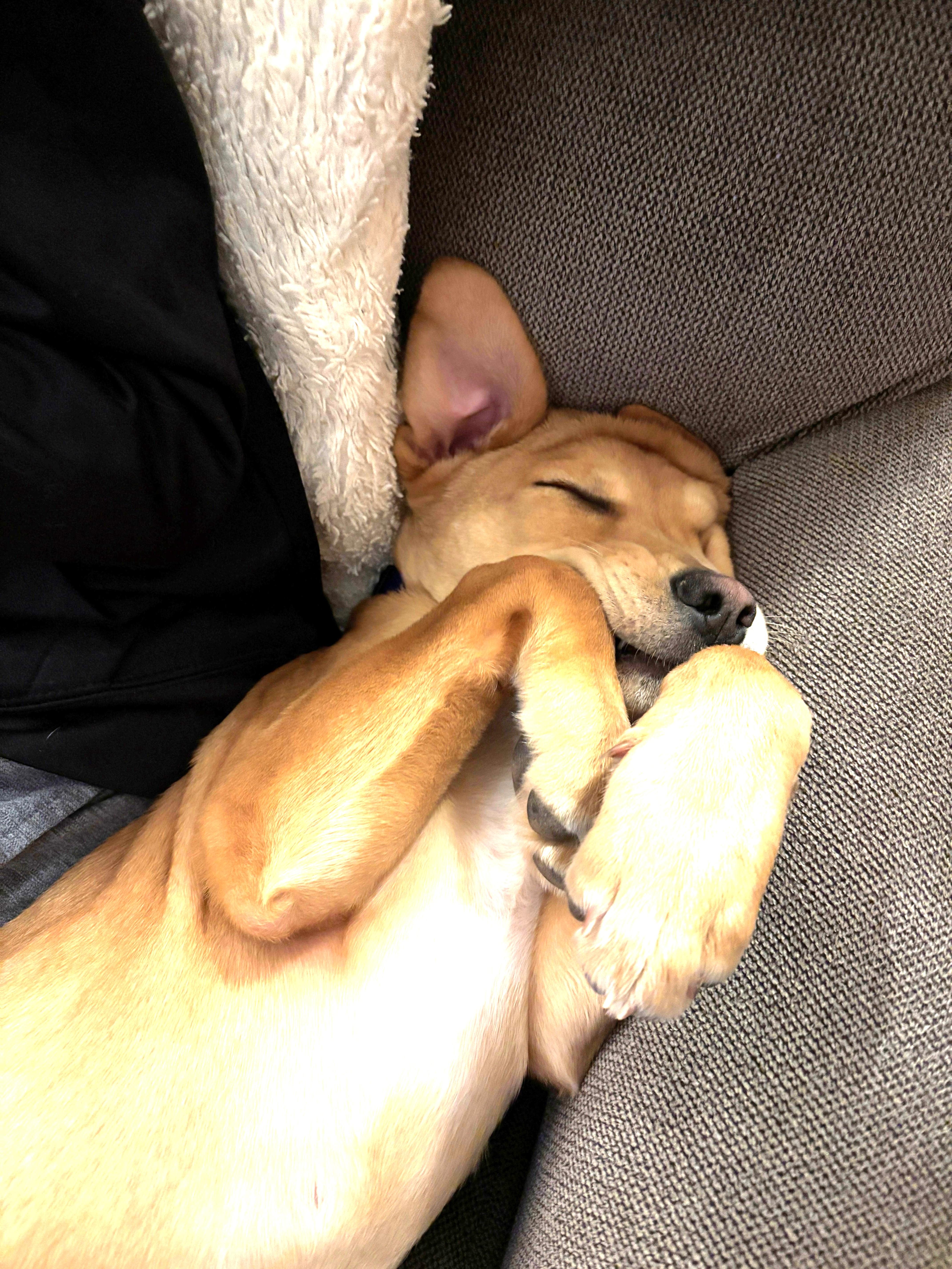 A young large-sized male Apricot / Beige Labrador Retriever dog named Cupid for adoption in Ithaca, NY