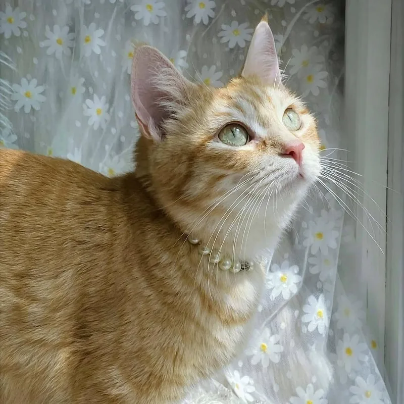 An adult medium-sized female Orange / Red Domestic Short Hair cat named Maria for adoption in Huntsville, AL
