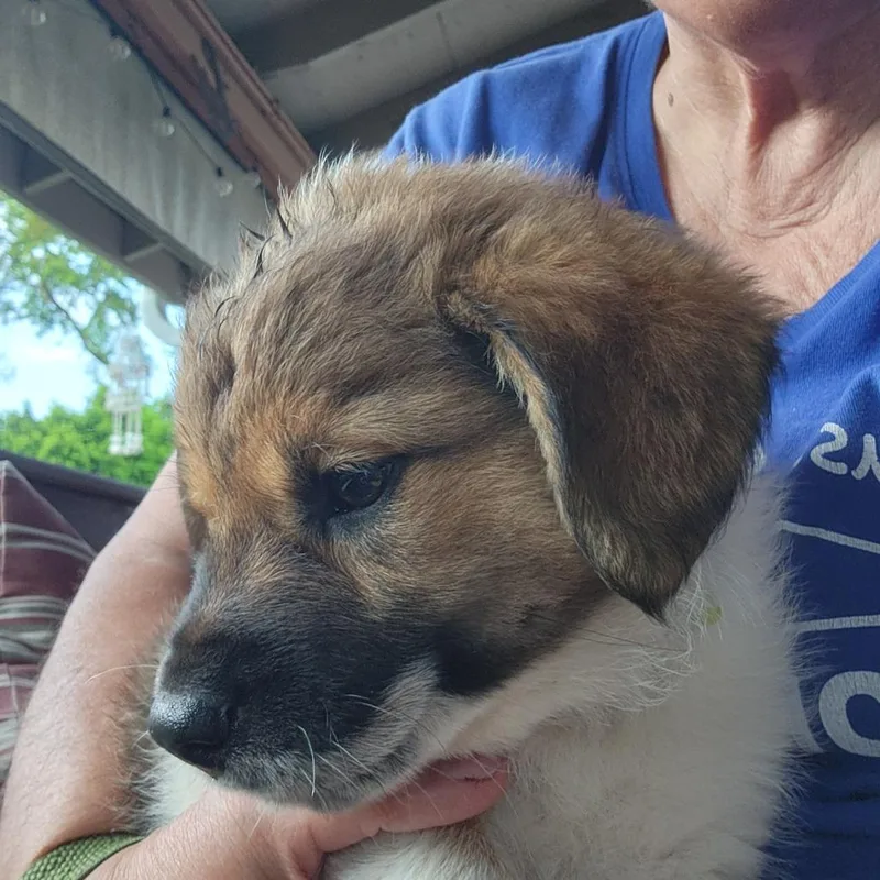 A baby medium-sized female Brown / Chocolate Hound dog named Mama Cass Elliott for adoption in Joliet, IL