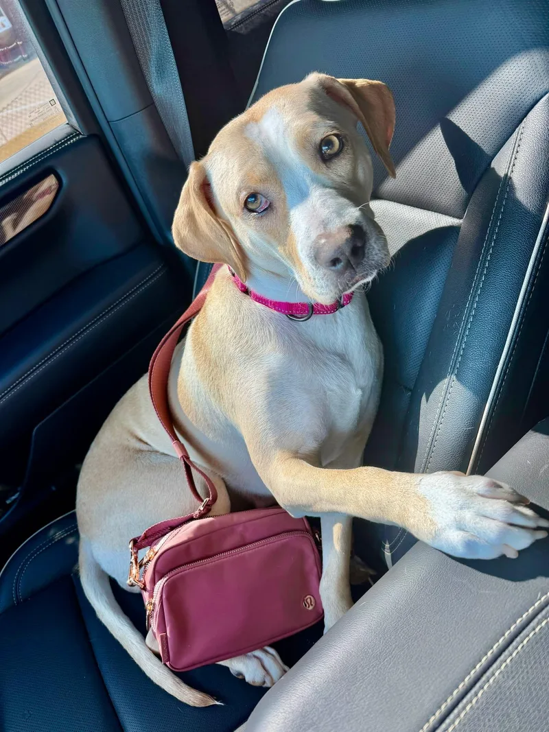 An adult medium-sized female Apricot / Beige Retriever dog named Shelby for adoption in Clinton, WI