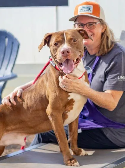 An adult large-sized male Mixed Breed dog named Lighthouse for adoption in Chamblee, GA