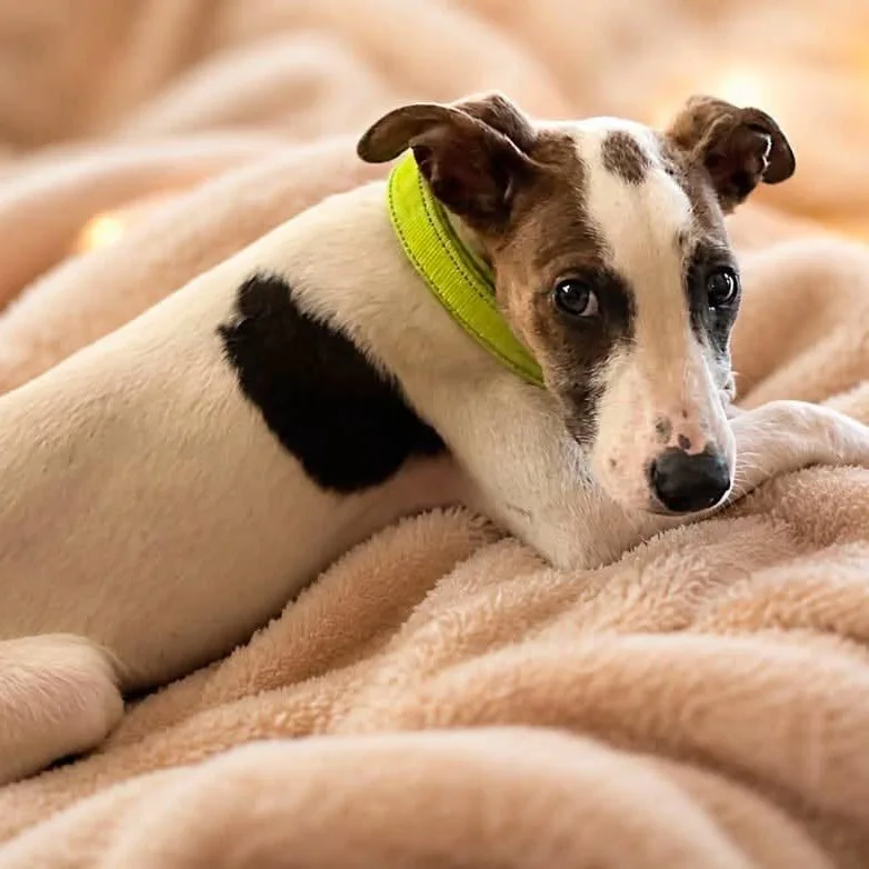 A baby medium-sized male Australian Cattle Dog / Blue Heeler dog named Pluto for adoption in Moyock, NC