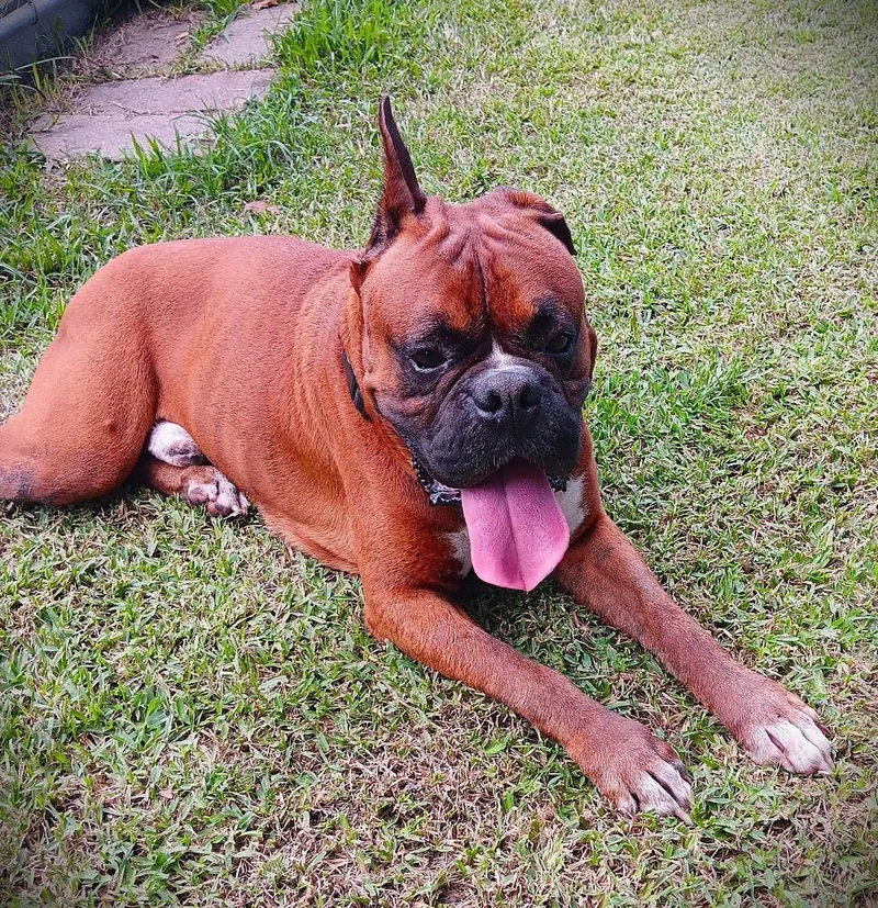 A senior medium-sized male Yellow / Tan / Blond / Fawn Boxer dog named Junior VII for adoption in Hewitt, TX