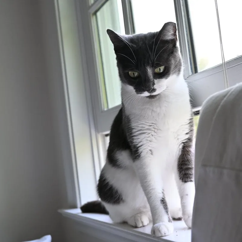 An adult small-sized female Gray / Blue / Silver American Shorthair cat named Beatrice for adoption in Westport, CT