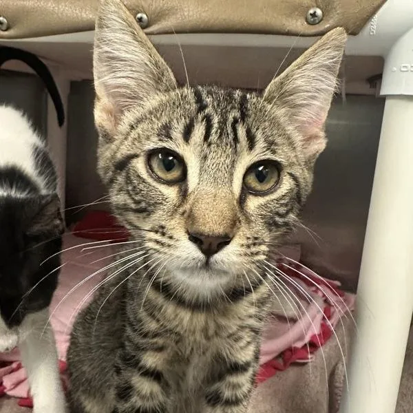 A baby small-sized male Domestic Short Hair cat named Hankaroo for adoption in Walnut Creek, CA
