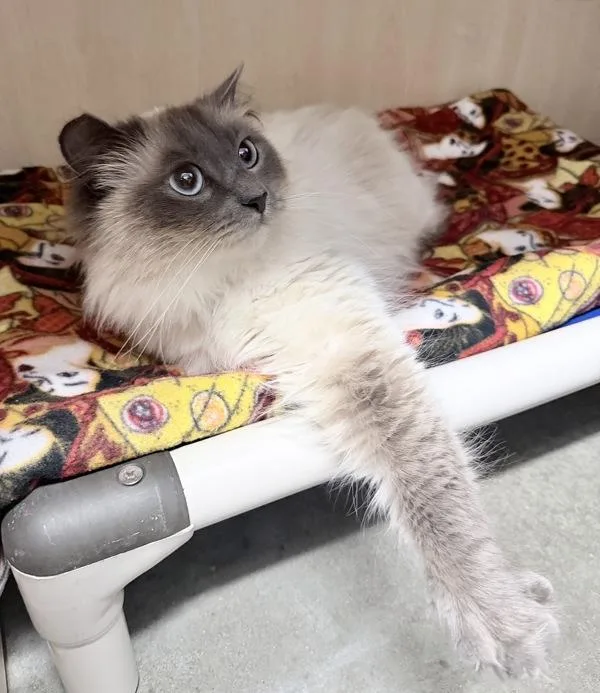 An adult medium-sized female Domestic Medium Hair cat named Sapphire for adoption in Silverdale, WA