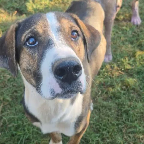 An adult small-sized male Shepherd dog named Hartman for adoption in Dover, AR