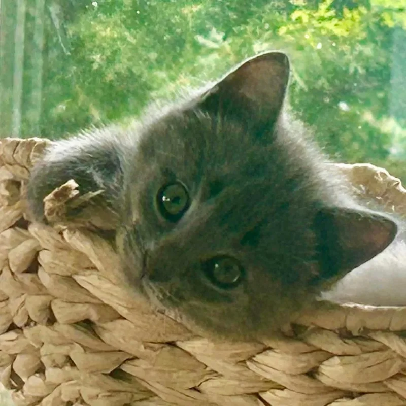 A baby small-sized female Gray / Blue / Silver Domestic Short Hair cat named Isla for adoption in Harrisonburg, VA