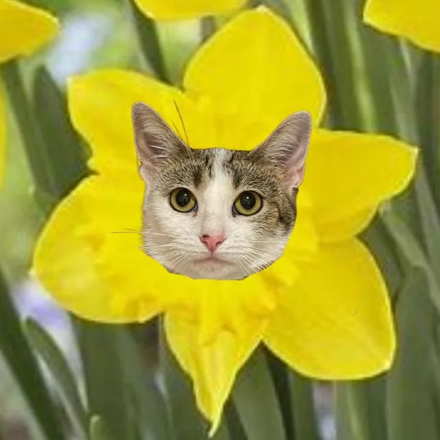 Daffodil thumbnail 2