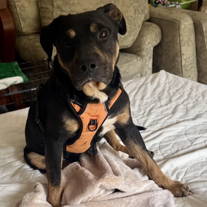 An adult medium-sized male Black Mixed Breed dog named Ronnie for adoption in Sonoma, CA