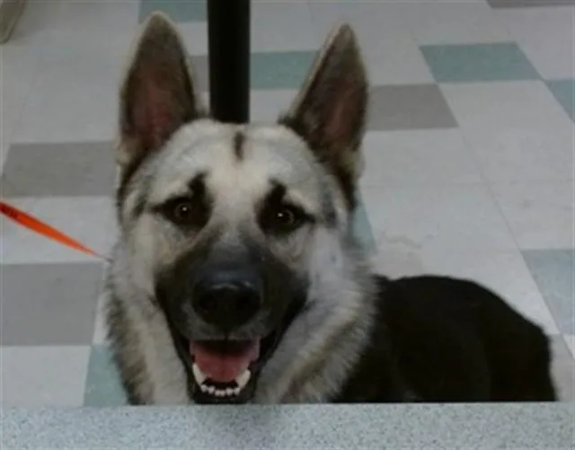 A young large-sized male German Shepherd Dog dog named Logan for adoption in Oklahoma City, OK