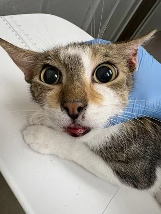 An adult medium-sized female Domestic Short Hair cat named Ice tea for adoption in Palm Coast, FL