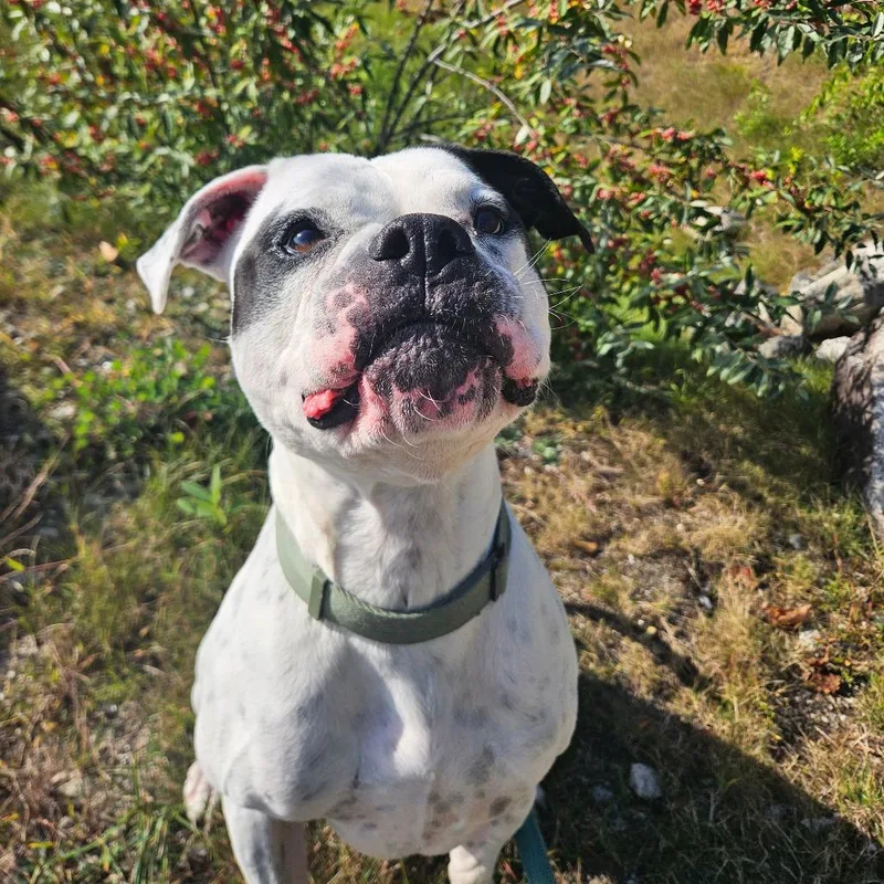 Briggs