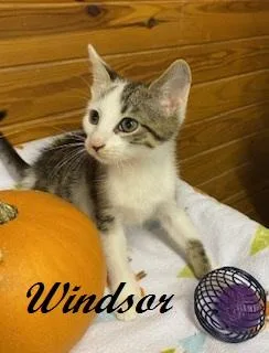 Windsor sweet little