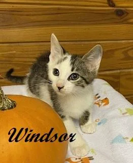 Windsor  sweet little thumbnail 2