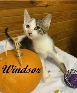 Windsor  sweet little thumbnail 3