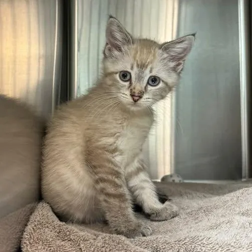 A baby medium-sized male Siamese cat named Lenox for adoption in Wyandotte, MI