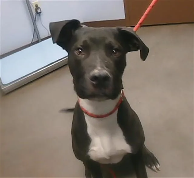 A young large-sized male Pit Bull Terrier dog named Waymo for adoption in Phoenix, AZ
