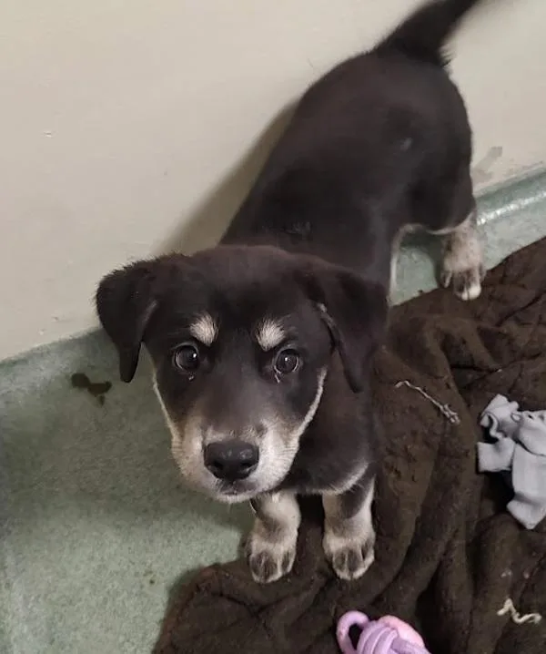 A baby medium-sized male Labrador Retriever dog named Wash for adoption in Vancouver, WA