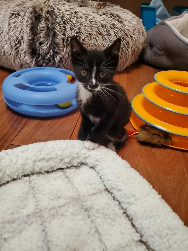 A baby small-sized male Black & White / Tuxedo Domestic Short Hair cat named Buster for adoption in Hudson, NH