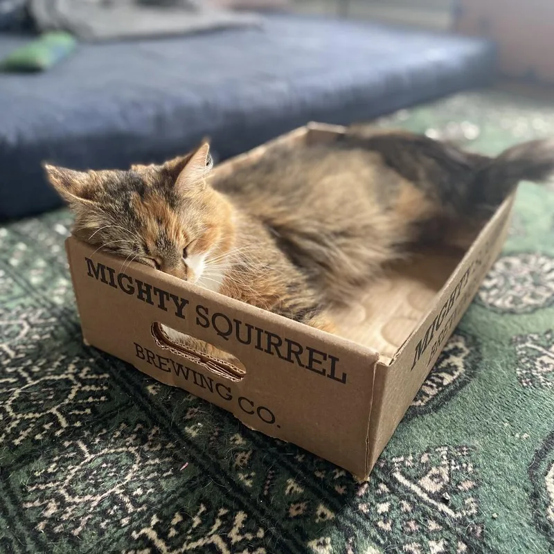 An adult medium-sized female Calico Domestic Medium Hair cat named Pursia for adoption in Ashland, MA