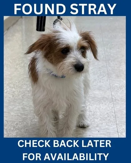 A young small-sized male Parson Russell Terrier dog named Affogato for adoption in Hamilton, NJ