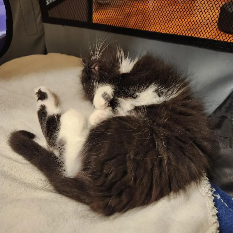 A baby small-sized male Black Domestic Long Hair cat named Siri for adoption in Columbus, GA